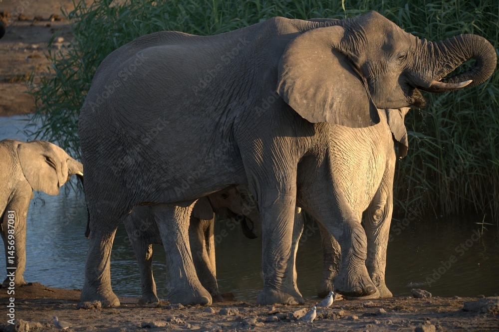 Fototapeta premium elephant in wild savanna , Animal of africa