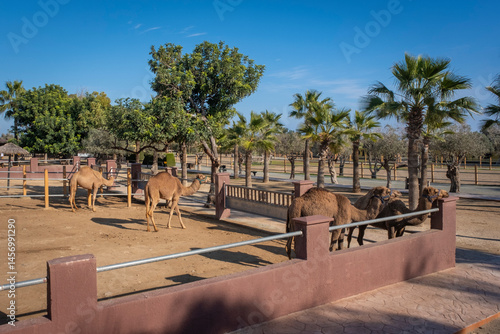 Reiten auf einem Dromedar in einem Park auf Zypern