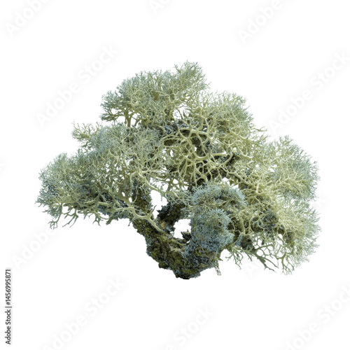 Reindeer Lichen (Cladonia rangiferina) Isolated on White Transparent background