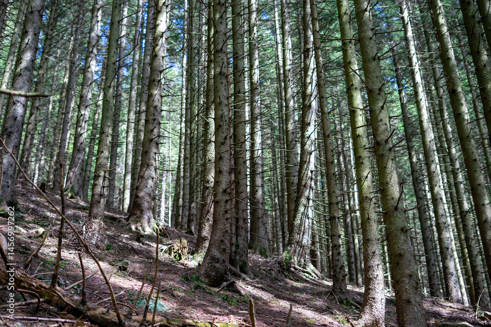 Obraz premium Trunks of coniferous trees in a dense mountain forest in the sunlight in spring
