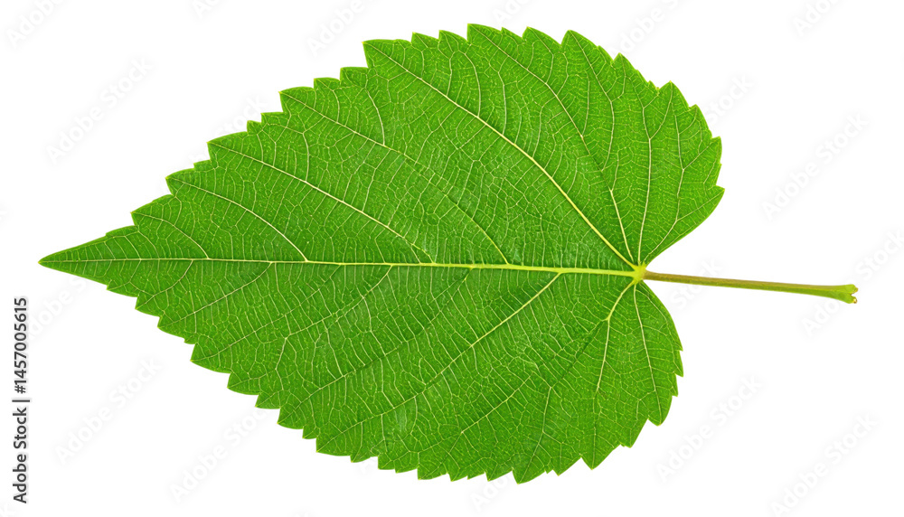 Fototapeta premium A vibrant green leaf with detailed veins and a serrated edge.