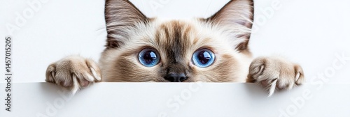 Adorable Ragdoll kitten with striking blue eyes peeking over a white surface.