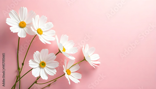 illustration of white jasmine flowers scattered on a pink background