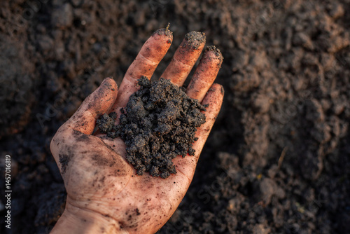 Soil and rice plants for cultivation, tree care, farmers. Expert hands are examining the soil in his field.
