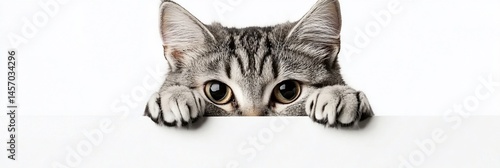 Playful grey kitten peeking over white background.