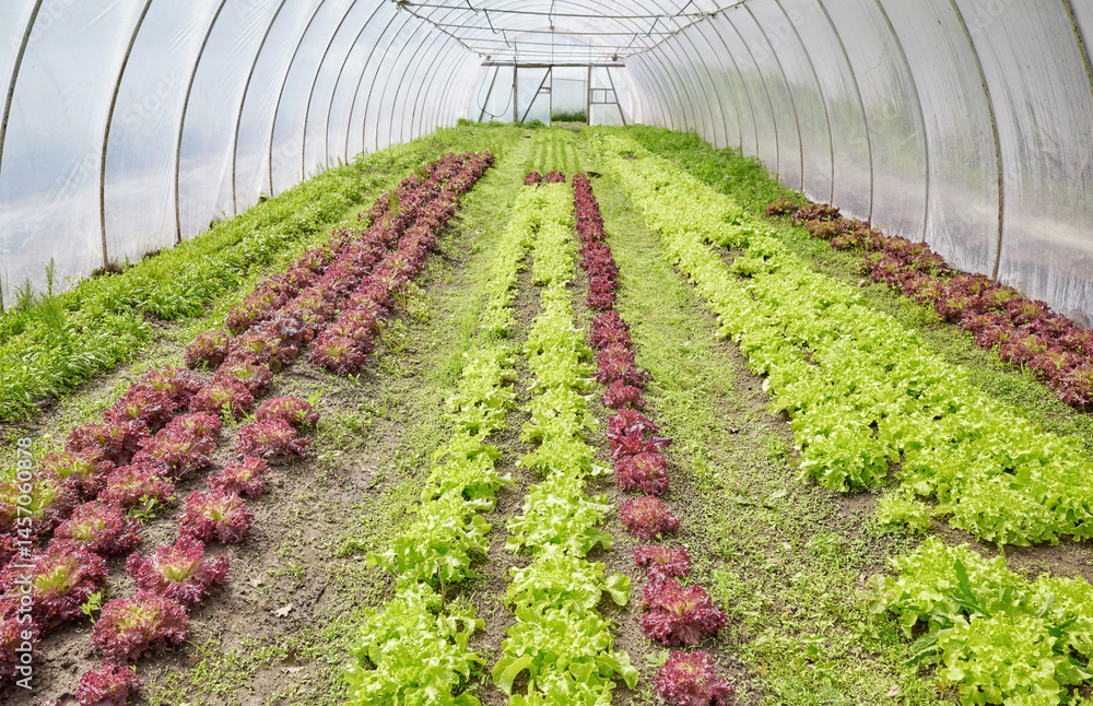 Organic lettuce grown in a polytunnel.