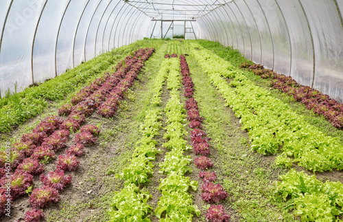 Obraz na płótnie Organic lettuce grown in a polytunnel. w salonie