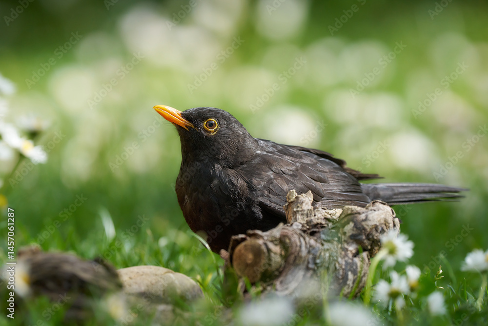 Amsel
Amsel