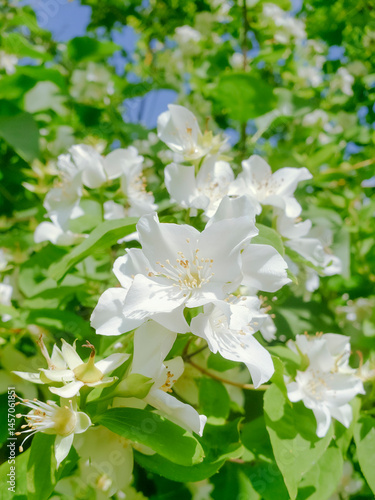 Glory in the Sun