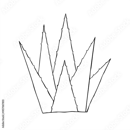 Abstract aloe vera plant vector line ink illustration in black and white. Agave plant sketch for organic skincare packaging, wellness blogs, medical brochures, or eco friendly product labels.