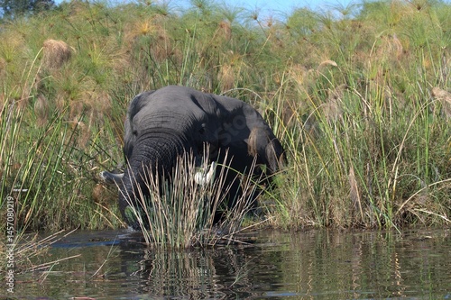 Elephant in wild savanna , Animal of africa