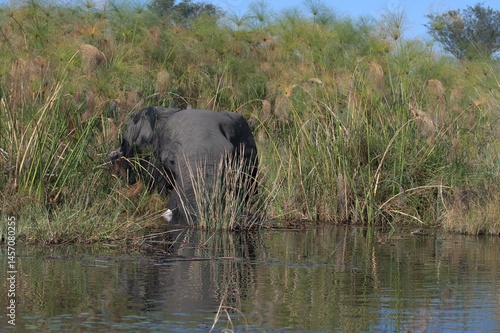 Elephant in wild savanna , Animal of africa