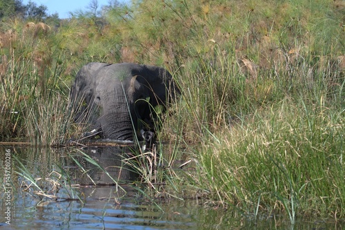 Elephant in wild savanna , Animal of africa
