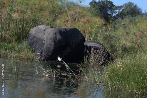 Elephant in wild savanna , Animal of africa