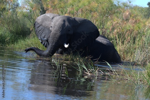 Elephant in wild savanna , Animal of africa