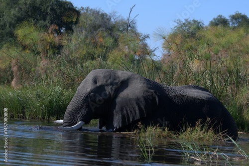 Elephant in wild savanna , Animal of africa