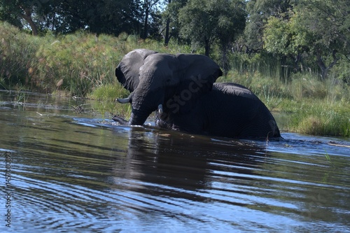 Elephant in wild savanna , Animal of africa