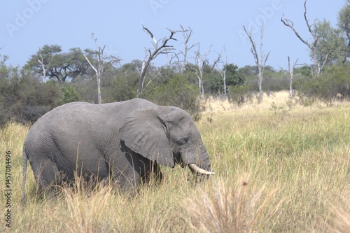 Elephant in wild savanna , Animal of africa