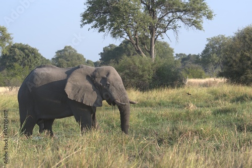 Elephant in wild savanna , Animal of africa