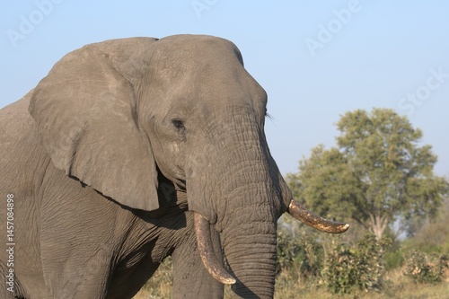 Elephant in wild savanna , Animal of africa