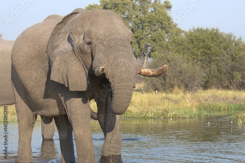 Elephant in wild savanna , Animal of africa