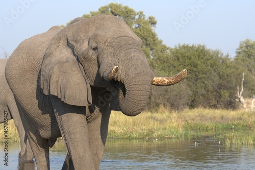 Elephant in wild savanna , Animal of africa