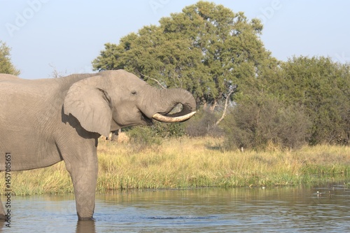 Elephant in wild savanna , Animal of africa