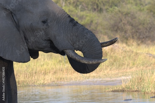 Elephant in wild savanna , Animal of africa