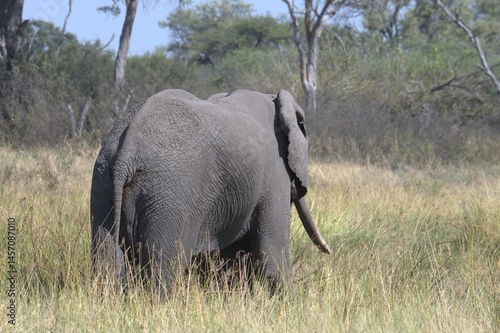 Elephant in wild savanna , Animal of africa
