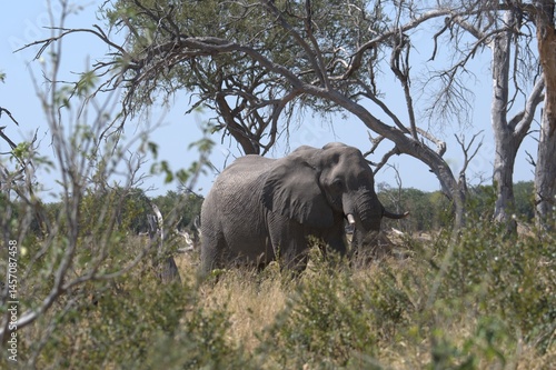 Elephant in wild savanna , Animal of africa