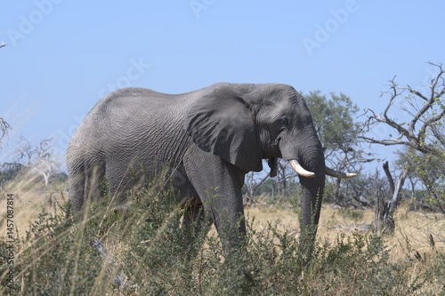 Elephant in wild savanna , Animal of africa