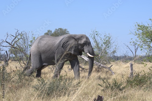 Elephant in wild savanna , Animal of africa