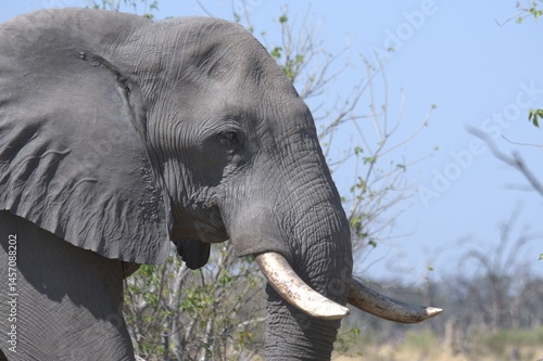 Elephant in wild savanna , Animal of africa