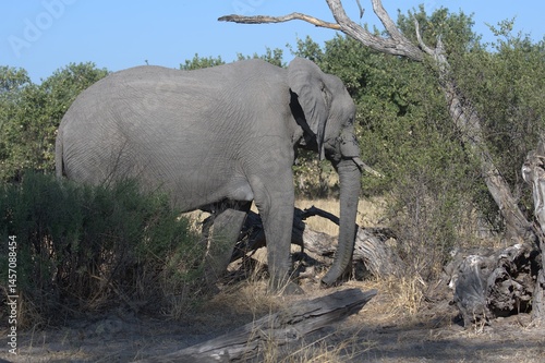 Elephant in wild savanna , Animal of africa