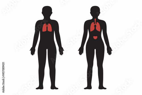 Human respiratory system diagram front and back views showing lungs and trachea simple black silhouette red lungs