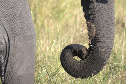 Elephant in wild savanna , Animal of africa