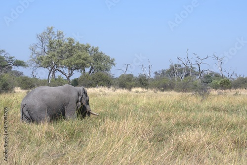 Elephant in wild savanna , Animal of africa