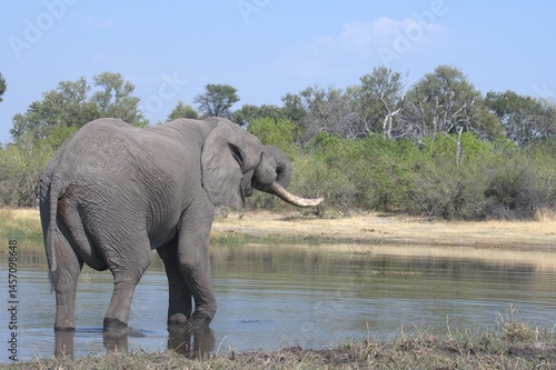 Elephant in wild savanna , Animal of africa