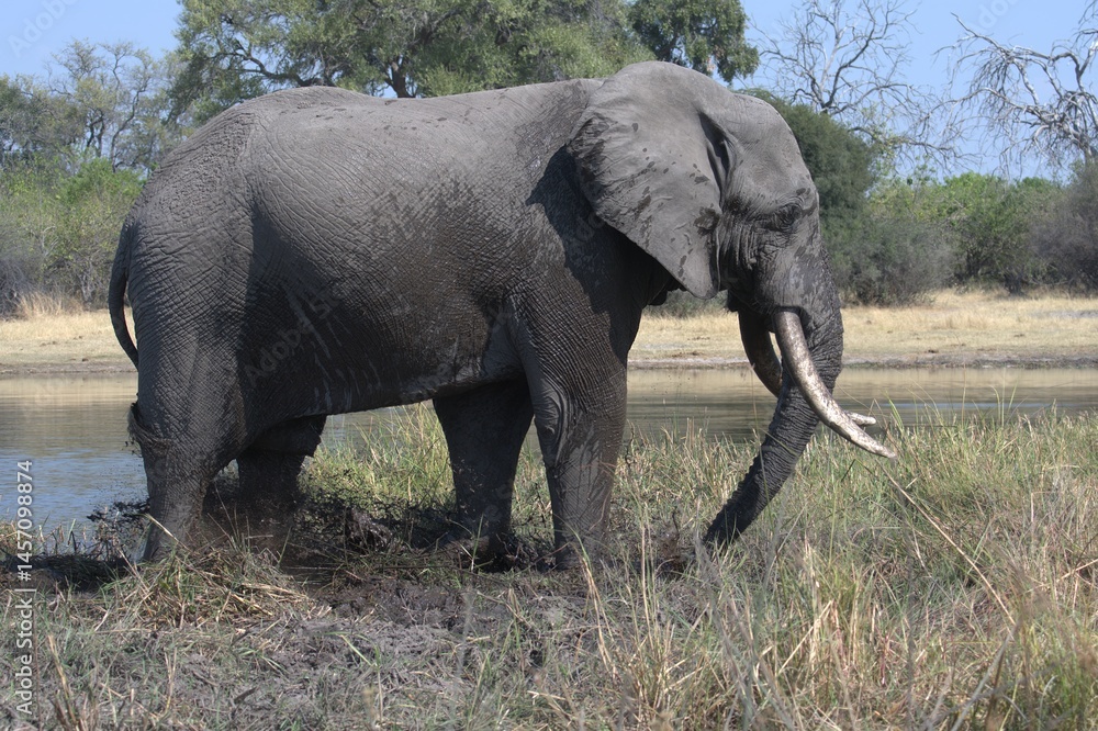 Fototapeta premium elephant in wild savanna , Animal of africa