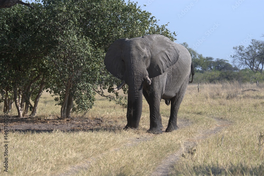 Obraz premium elephant in wild savanna , Animal of africa