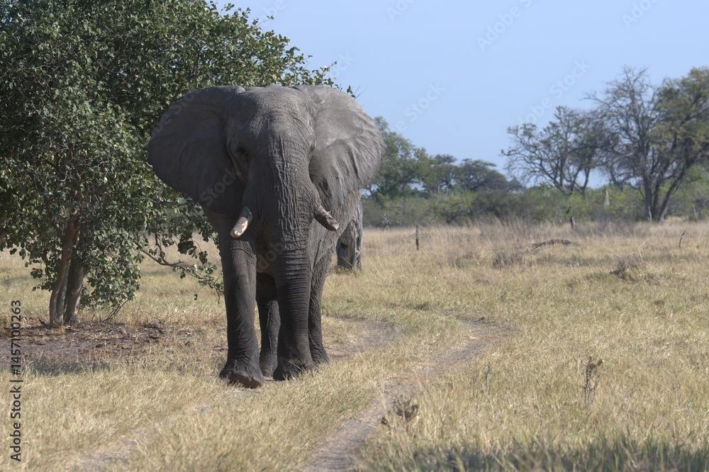 Fototapeta premium elephant in wild savanna , Animal of africa
