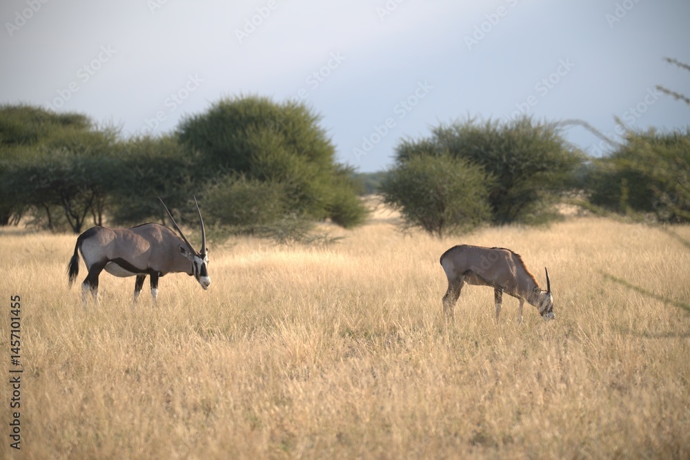 Fototapeta premium orix in wild savanna , Animal of africa