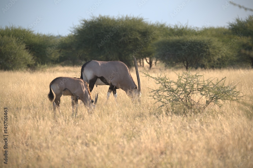 Fototapeta premium orix in wild savanna , Animal of africa