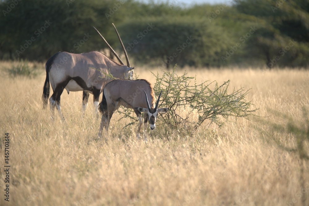 Fototapeta premium orix in wild savanna , Animal of africa