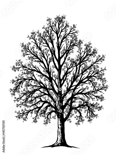 eastern cottonwood tree icon from nature collection. Filled eastern cottonwood tree, date, locust glyph icons isolated on white background. Black vector eastern cottonwood tree sign, symbol for web