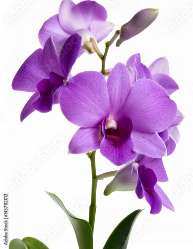 Close up of a stem of purple orchid flowers in bloom on a white background.