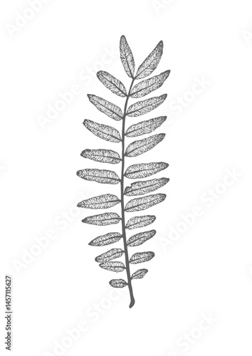 Robinia Leaf Botanical Illustration - Black and White Nature