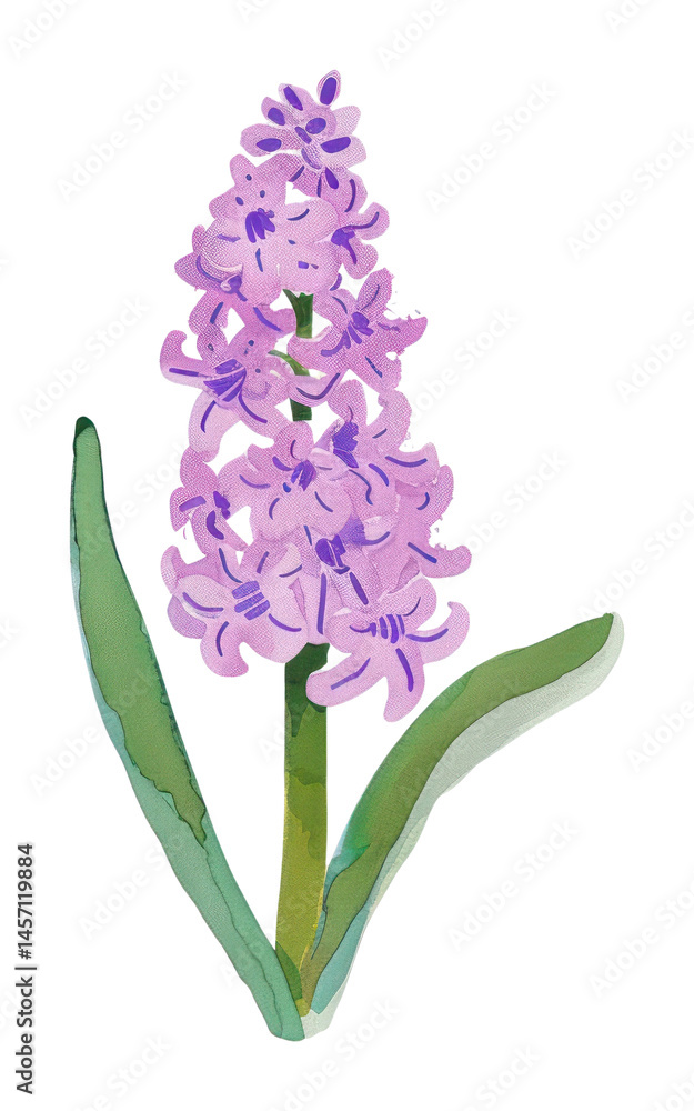 Fototapeta premium PNG Hyacinth flower illustration hyacinth plant watercolor.