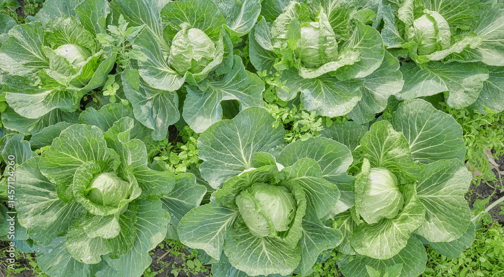 Close up of cabbage on an organic plantation, selective focus. Close up of cabbage on an organic plantation, selective focus.