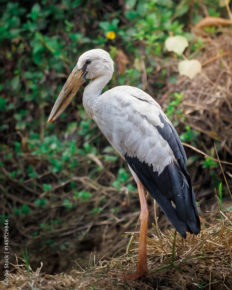 Fototapeta premium Asian Openbill Stork